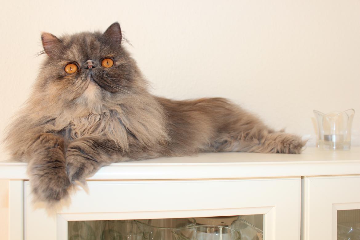 Perser Well-Done's Mitzi billede 1