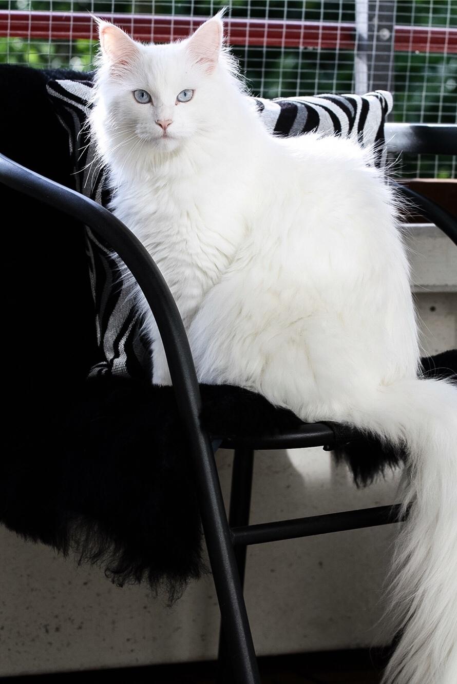 Blanding af racer Silla billede 3