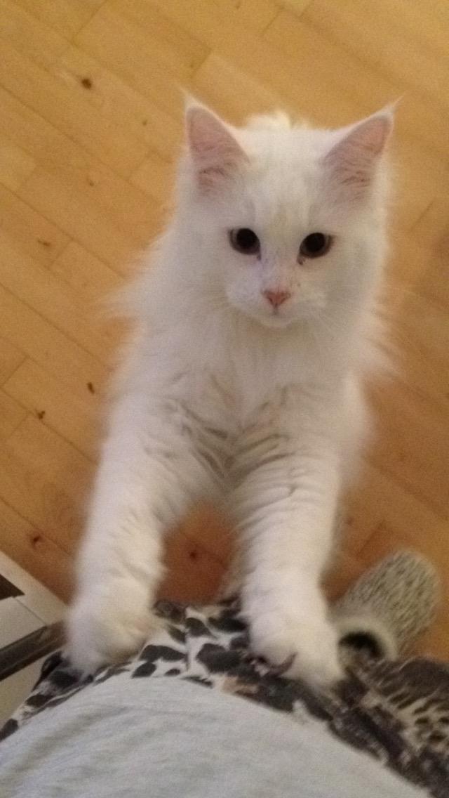 Blanding af racer Silla billede 18