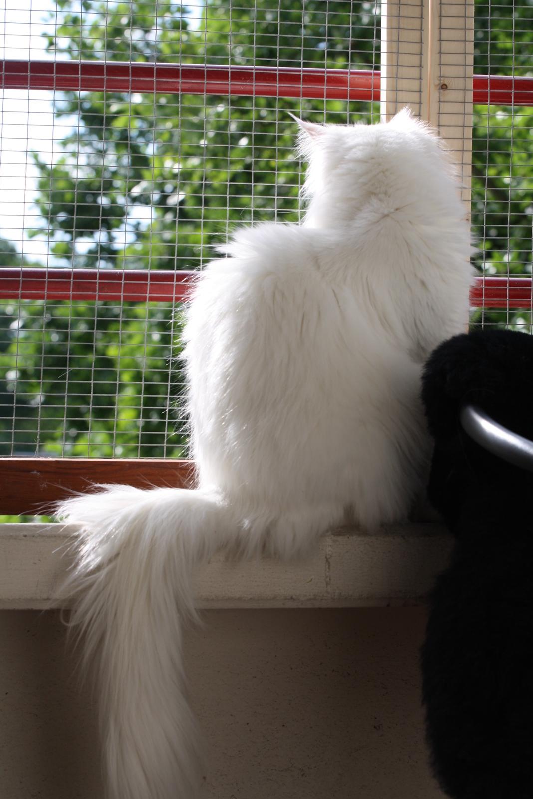 Blanding af racer Silla billede 10