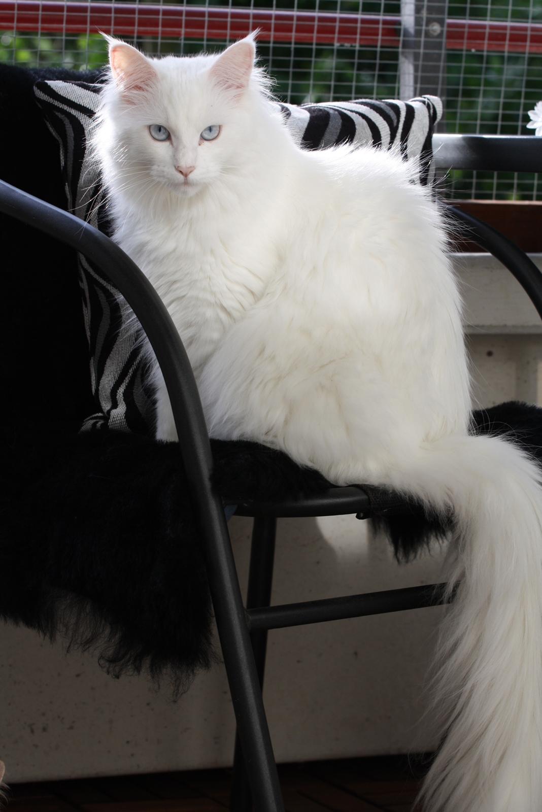 Blanding af racer Silla billede 11