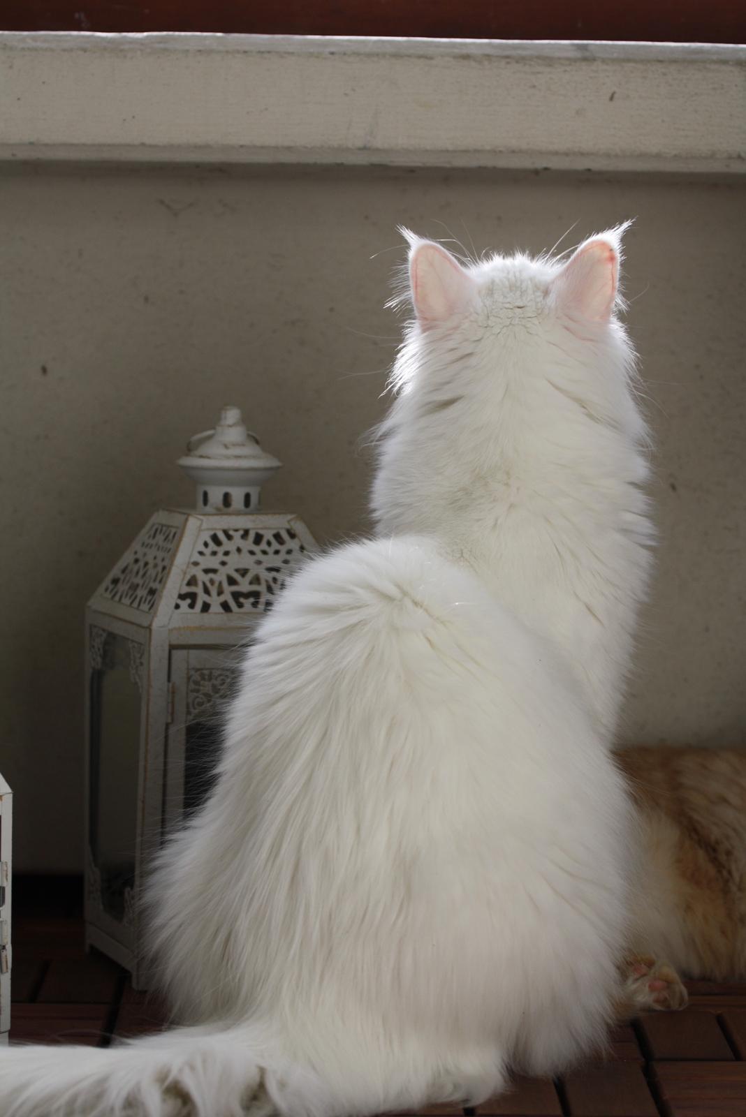 Blanding af racer Silla billede 15