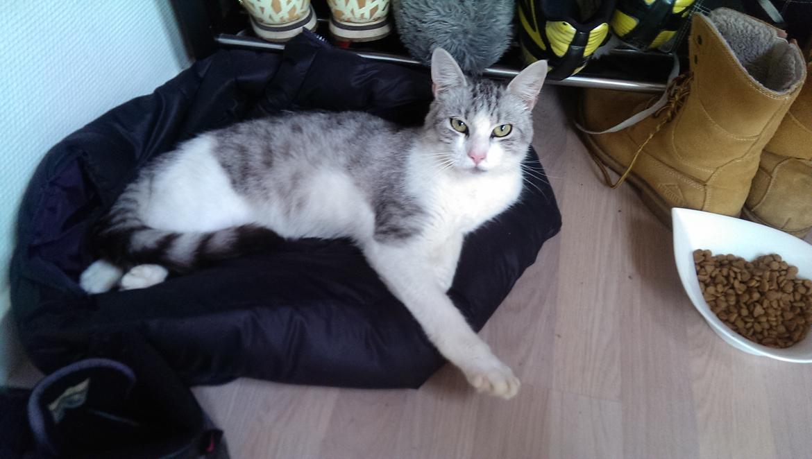 Huskat Bobo (luckyguy)  billede 5