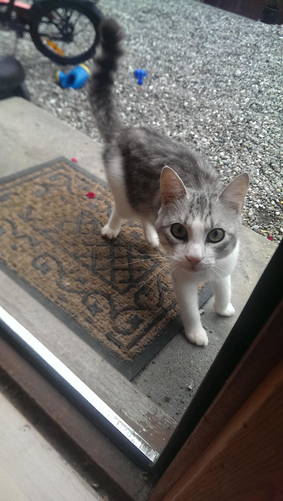 Huskat Bobo (luckyguy)  billede 8