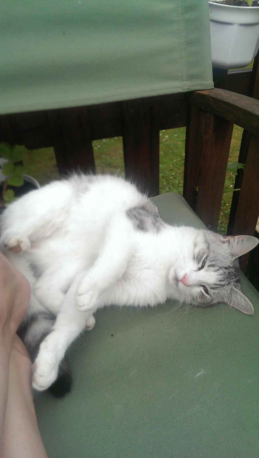 Huskat Bobo (luckyguy)  billede 4