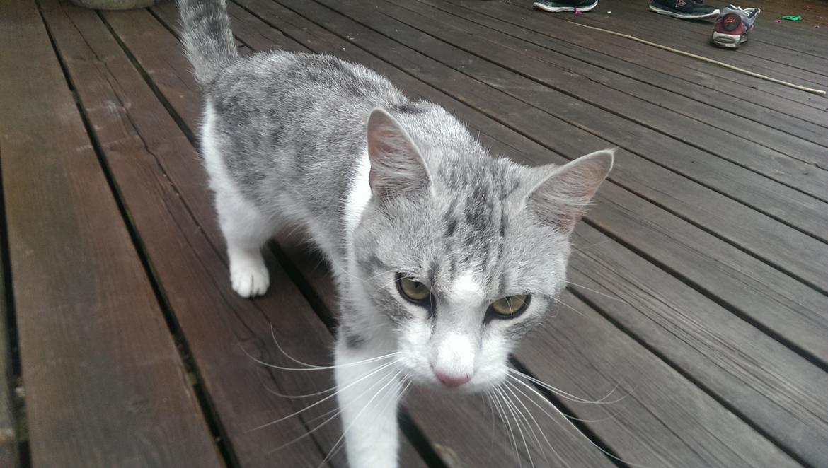 Huskat Bobo (luckyguy)  billede 6