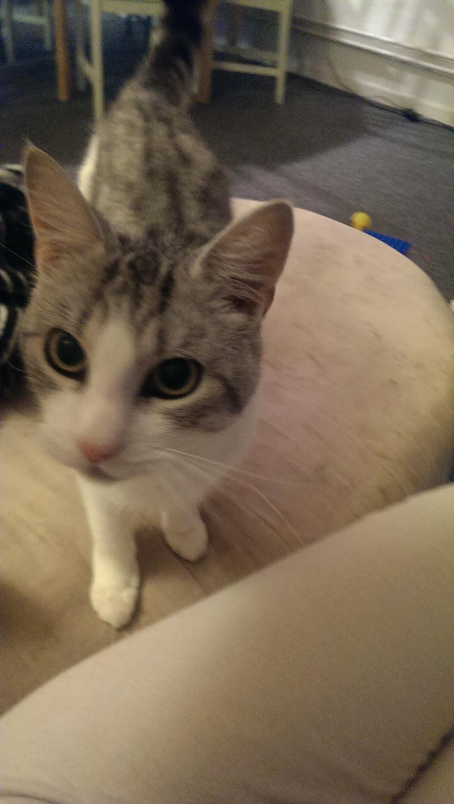 Huskat Bobo (luckyguy)  billede 7