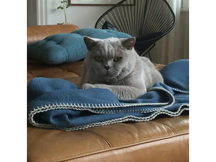 British Shorthair Smitty billede 0