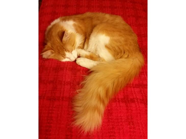 {{currentPhoto.altText}} billede {{currentPhoto.number}}