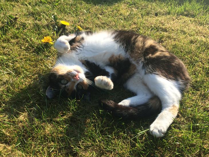 {{currentPhoto.altText}} billede {{currentPhoto.number}}