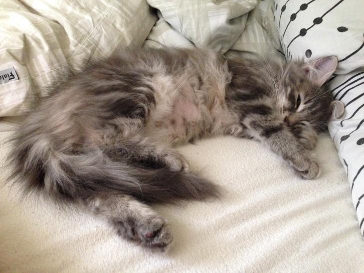 {{currentPhoto.altText}} billede {{currentPhoto.number}}