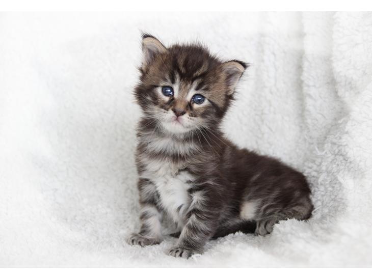 Maine Coon Thor  - 3 uger - 12.07.2016  billede 1