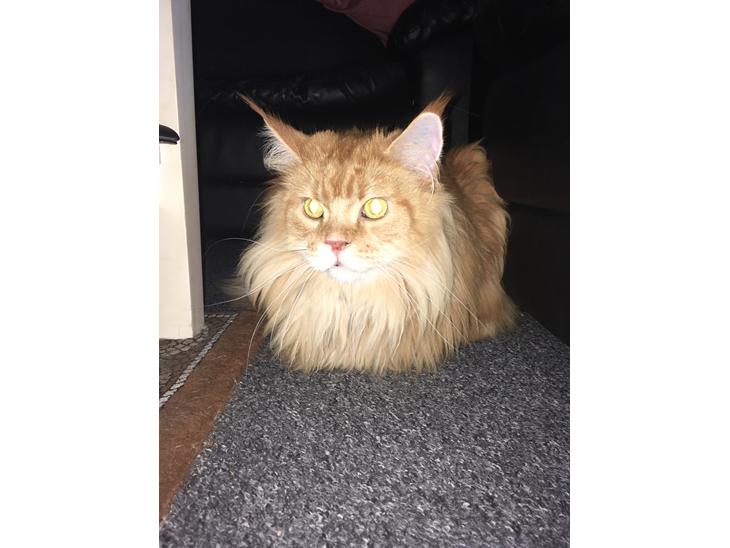 Maine Coon Rovdyret's Obelix kælenavn Peter billede 1