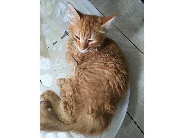 {{currentPhoto.altText}} billede {{currentPhoto.number}}