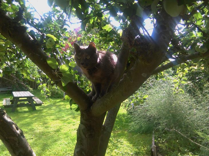 Huskat Maya billede 1