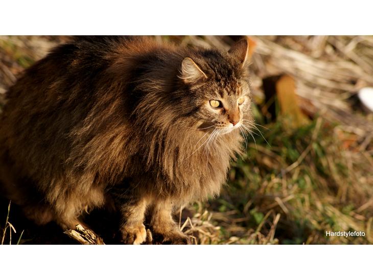 Blanding af racer Tiger (Bamse) billede 1