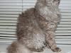 Selkirk Rex  QGC og international champion Tzari Partytrooper
