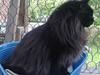 Tyrkisk Angora IP/SC Pirlanta'dan Black Devil