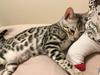 Bengal Yentai's Argentea "Luna" *Himmelkat*