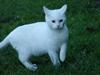Huskat Snebold