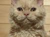 Selkirk Rex  Sofa Tigers Michigan