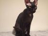 Don Sphynx Dk LeFrant Medaline