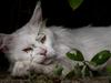 Maine Coon DK Napaloma`s Ghost