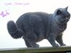 British Shorthair Guddi(Petrines Gurli)