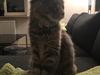 Maine Coon Safira