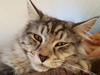 Maine Coon Bumle