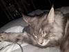 Maine Coon Bounty (DK Nanice Charlie)