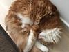 Maine Coon Aslan