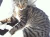Huskat Samale