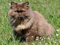 British Longhair Coco