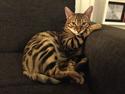 Bengal Ricko