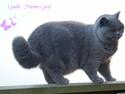 British Shorthair Guddi(Petrines Gurli)