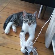 Huskat Mille