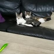 Huskat Mille