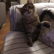Maine Coon Dk Engbergs Aya