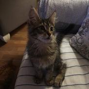 Maine Coon Dk Engbergs Aya