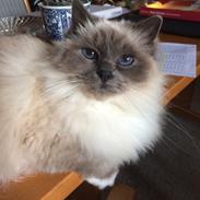 Blanding af racer Tinkerbell, men i daglig tale Tøsen