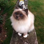 Blanding af racer Tinkerbell, men i daglig tale Tøsen