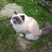 Blanding af racer Tinkerbell, men i daglig tale Tøsen