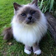 Blanding af racer Tinkerbell, men i daglig tale Tøsen