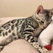 Bengal Yentai's Argentea "Luna"