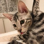 Bengal Yentai's Argentea "Luna"