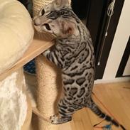 Bengal Yentai's Argentea "Luna"