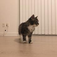 Blanding af racer Mulan