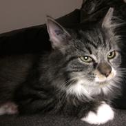 Blanding af racer Mulan