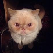 Exotic Enya (Miss Ice) 